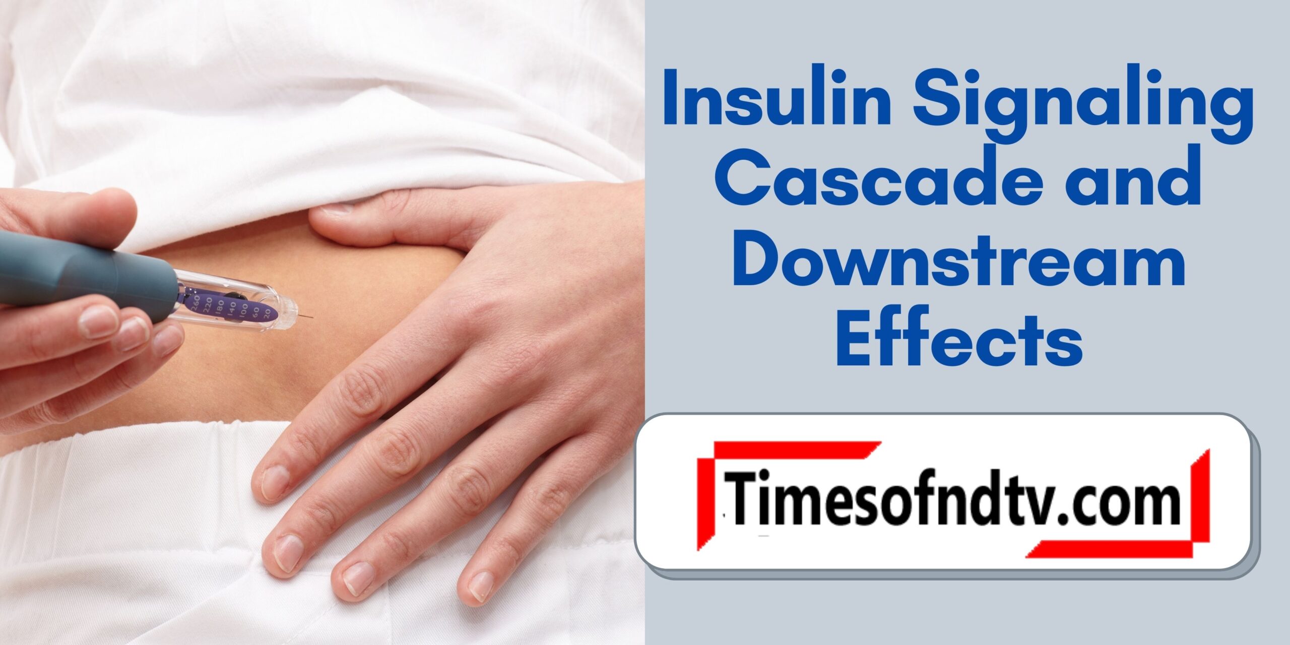 Insulin Signaling Cascade and Downstream Effects